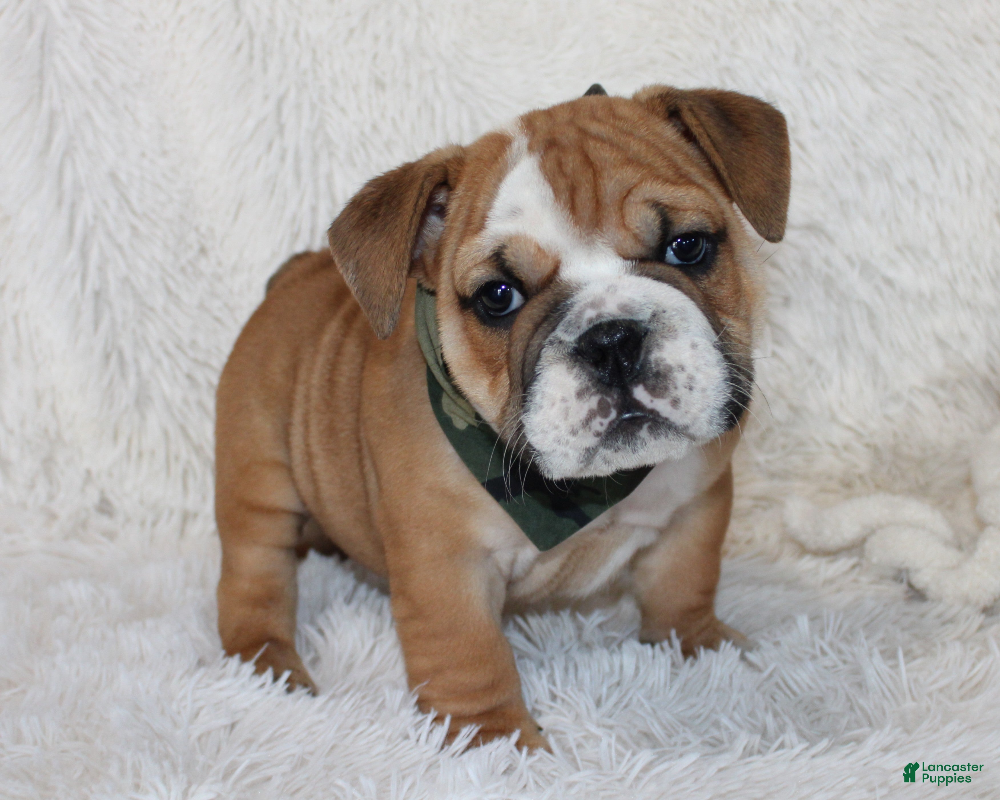 English Bulldog dogs AKC Otis - Ad 2