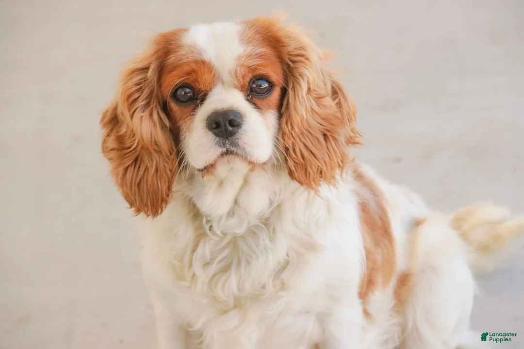 Mixed Breed dogs for sale: Tinker Bell MUNCHKIN BERNEDOODLE - Ad 12