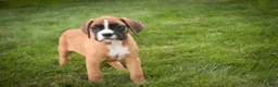 Boxer dogs for sale: Brinley - Ad 5