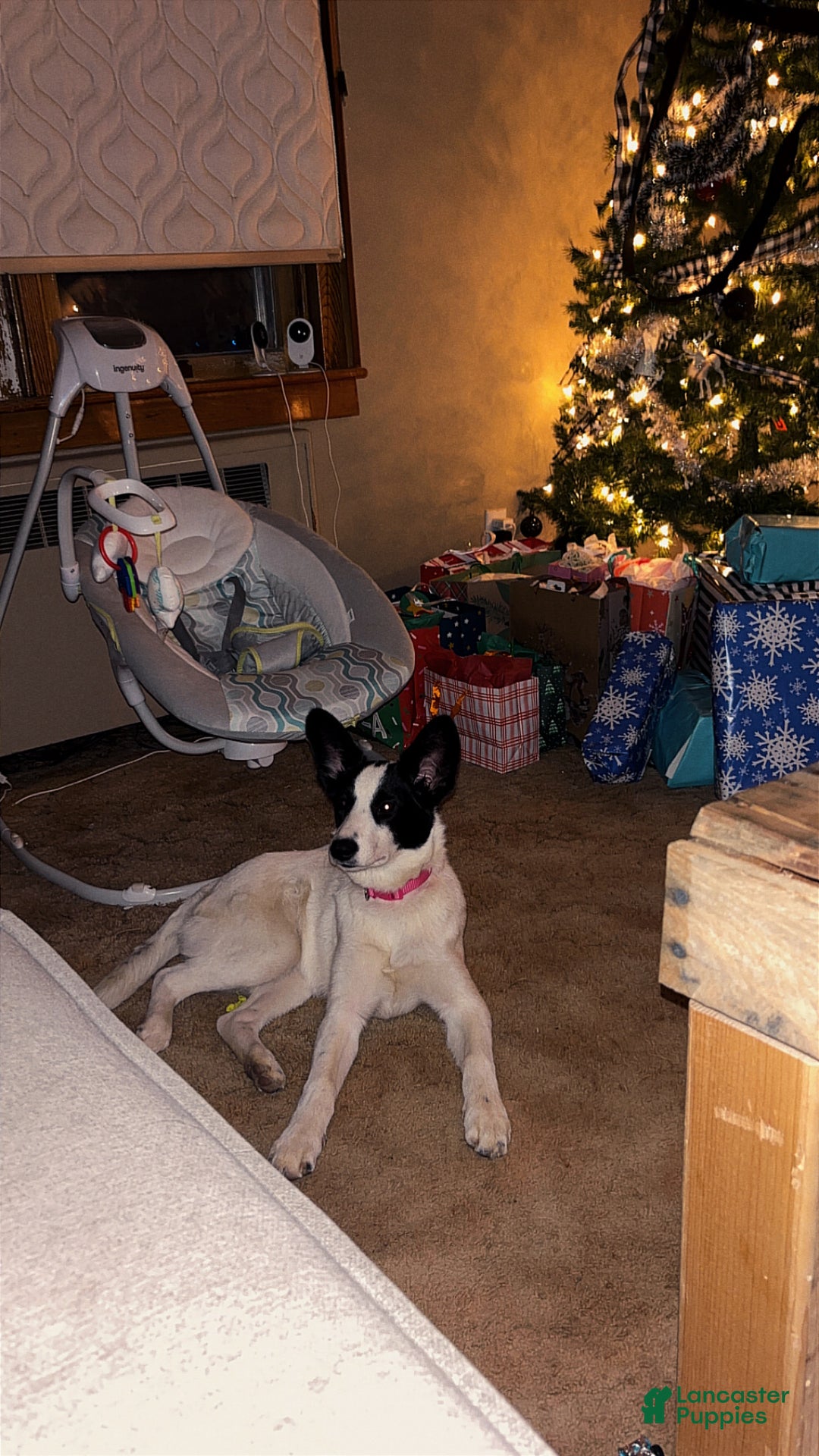 Mixed Breed dogs for sale: Salem - Ad 2