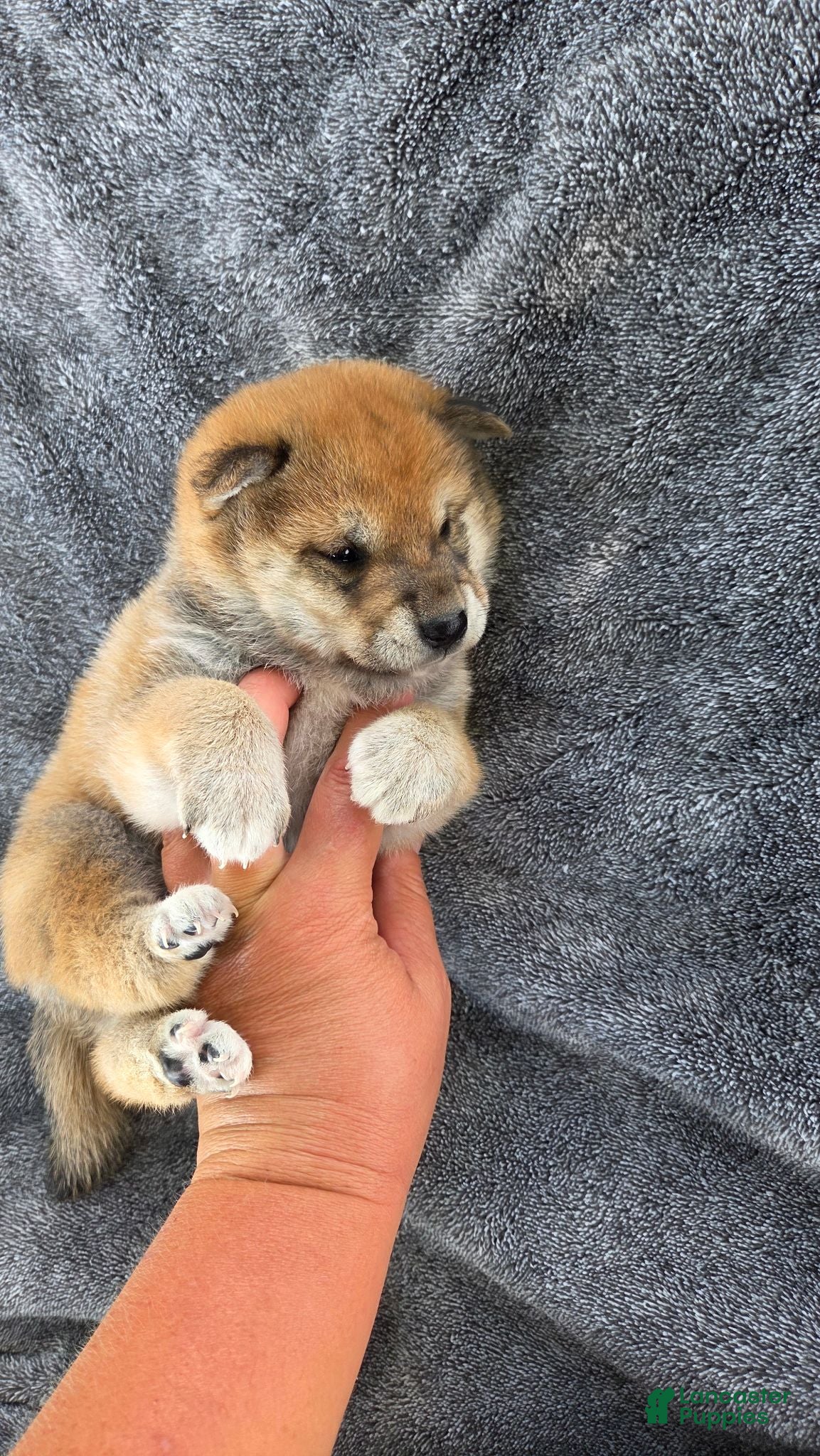 Shiba Inu dogs Glory - Ad 2