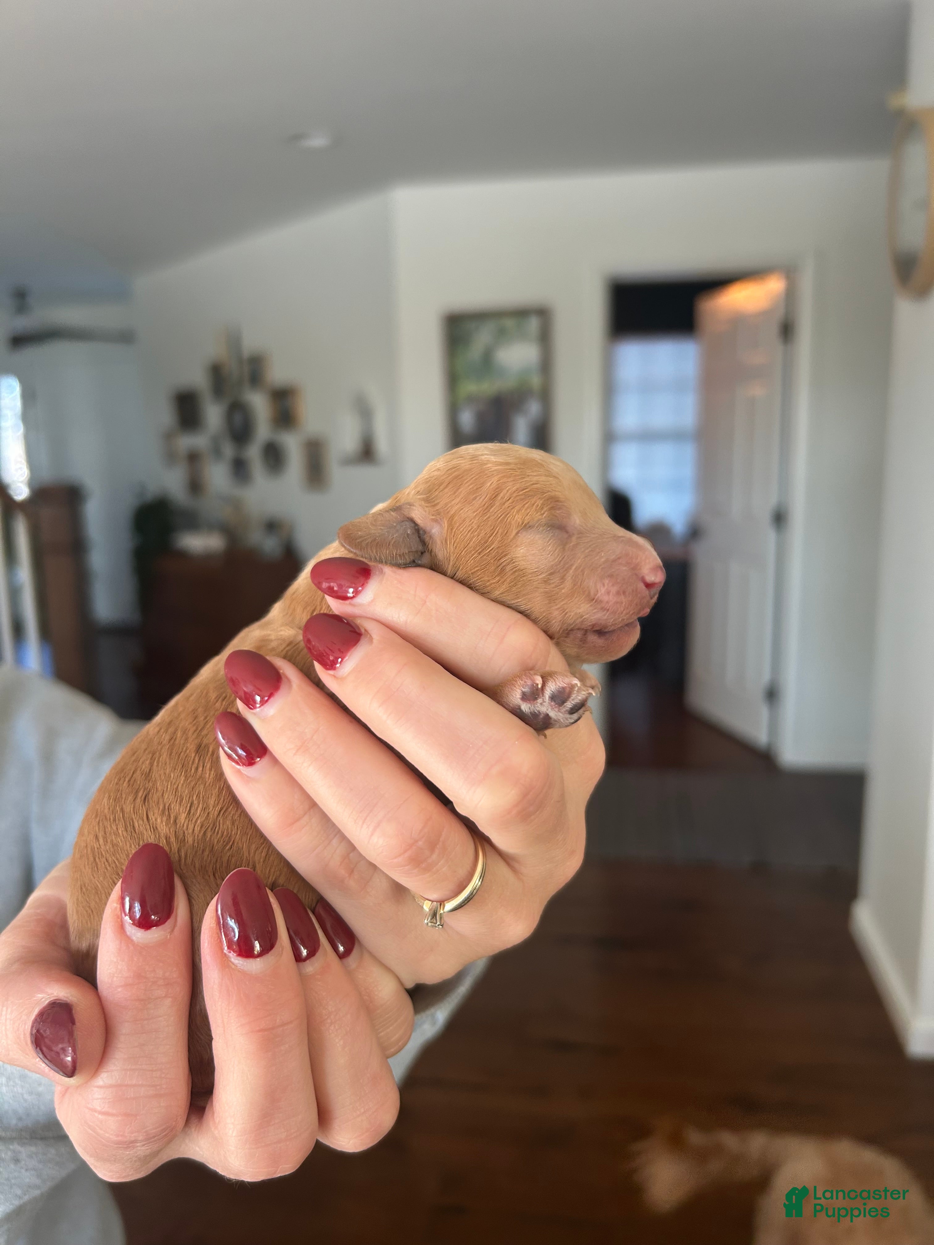 Mini Bernedoodle dogs Mini Bernedoodle Puppy 3 - Ad 4