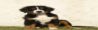 Janita Bernese Mountain Dog 