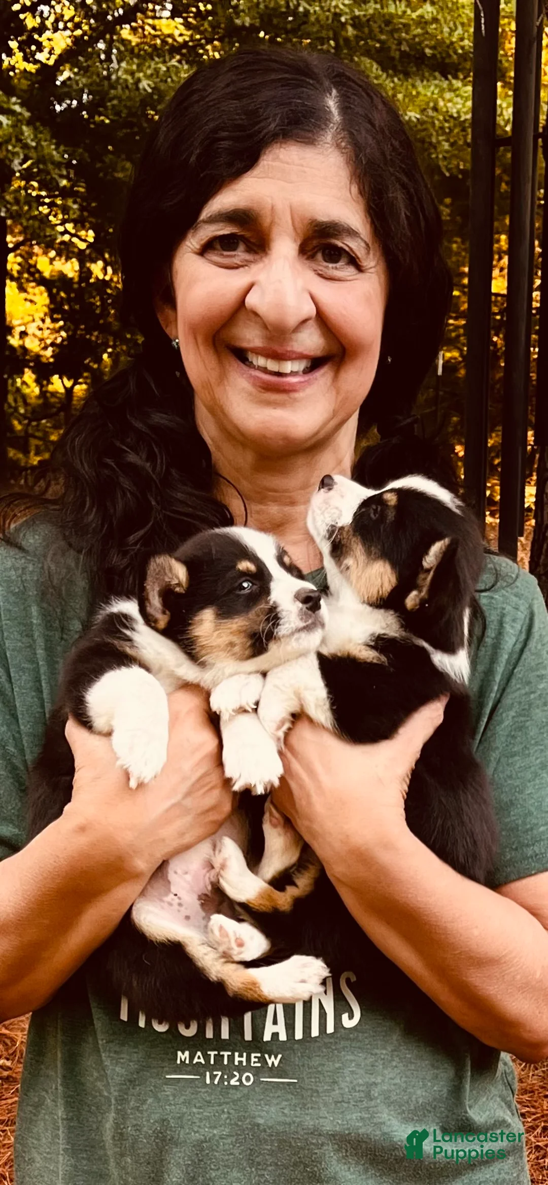 Welsh Corgi Pembroke dogs for sale:  1 - Ad 1