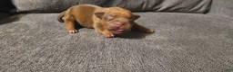 American Bully dogs for sale: Alice - Ad 7