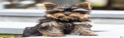 Yorkshire Terrier dogs for sale: Willy Yorkshire Terrier Puppy  - Ad 15