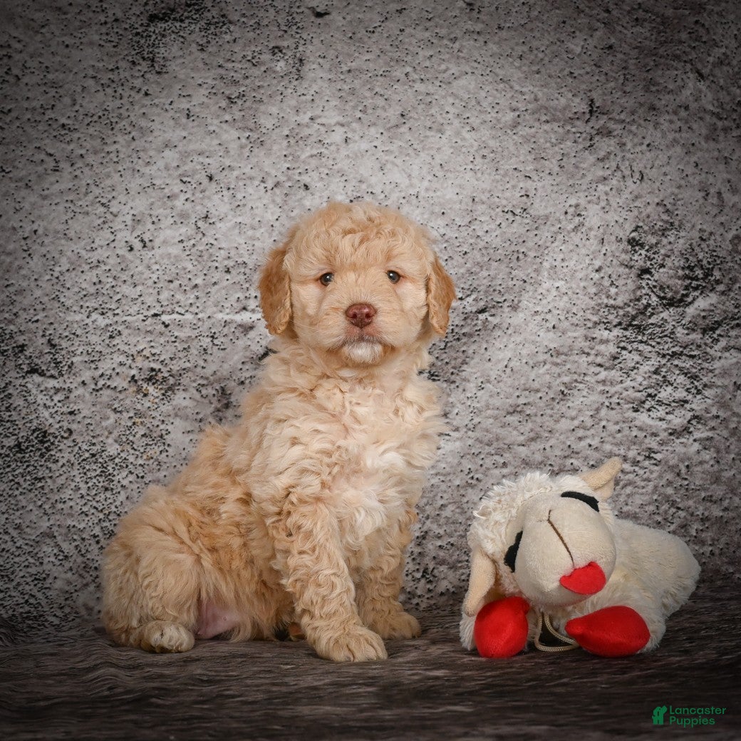 Mini Goldendoodle dogs Marley - Ad 2