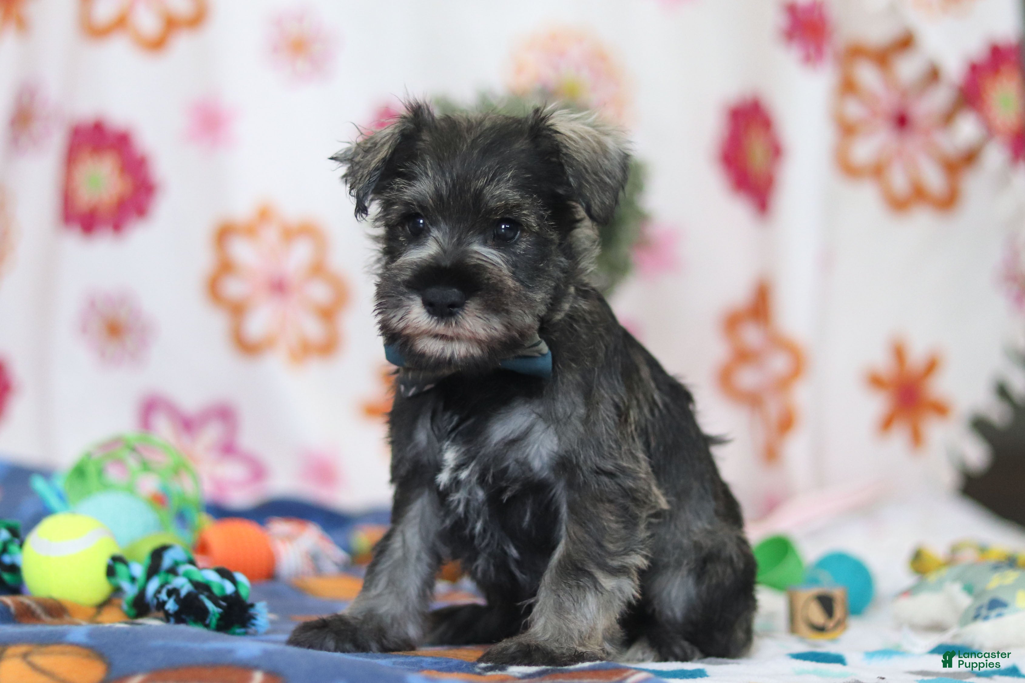 Miniature Schnauzer dogs Nolan - Ad 2