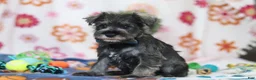 Miniature Schnauzer dogs for sale: Nolan - Ad 2