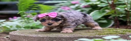 Yorkiepoo dogs for sale: Roxann - Ad 5