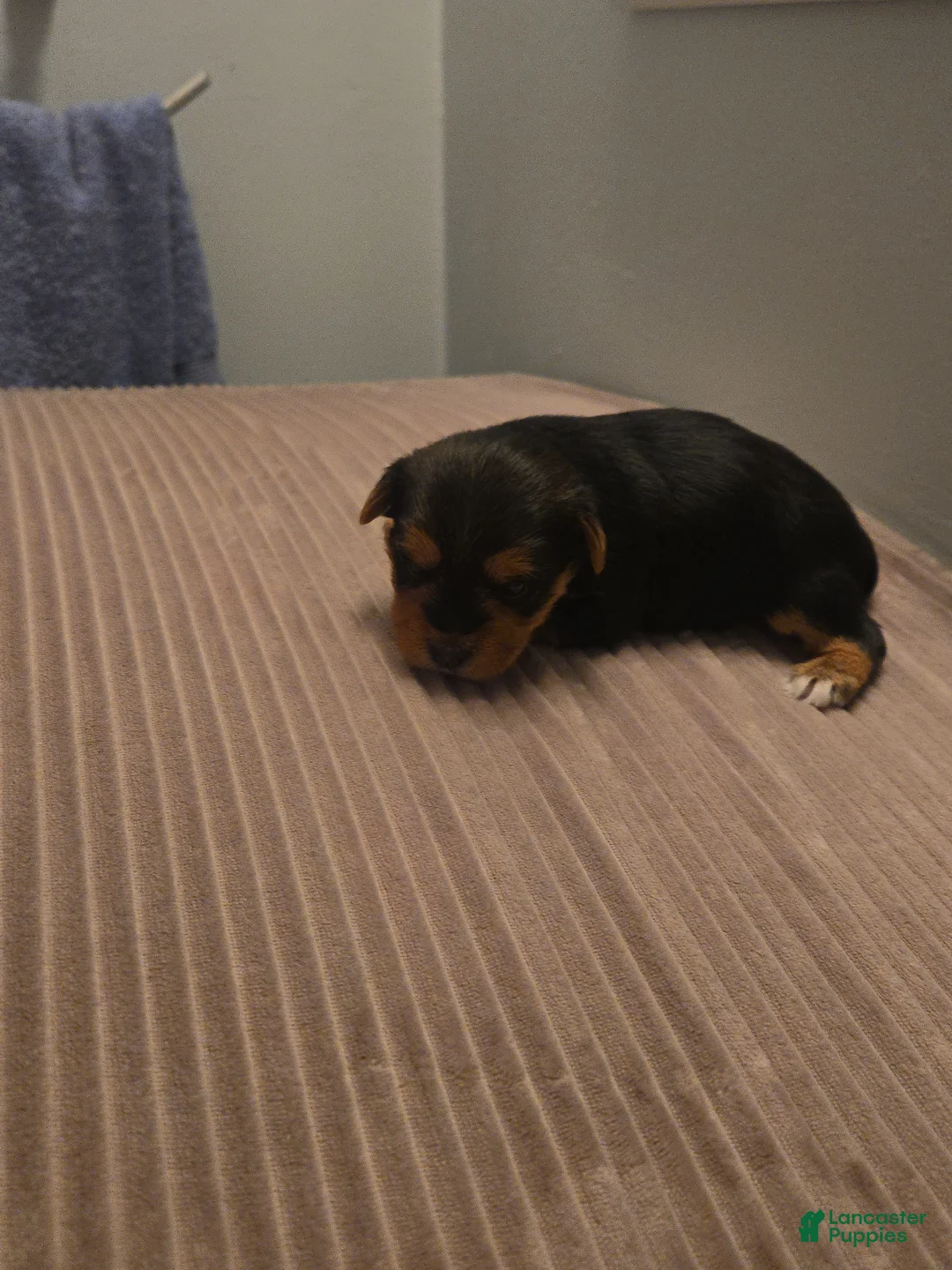 Yorkshire Terrier dogs for sale: Yorkshire Terrier 3 - Ad 1