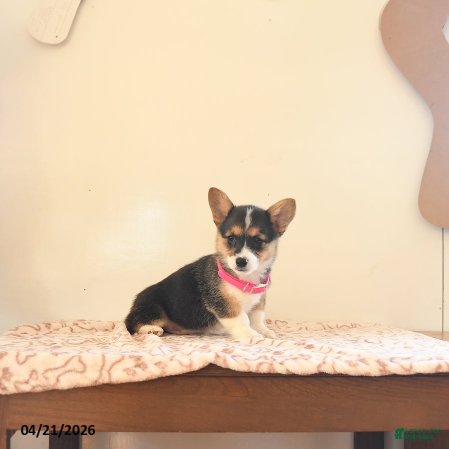 Welsh Corgi Pembroke dogs Bailey - Ad 2