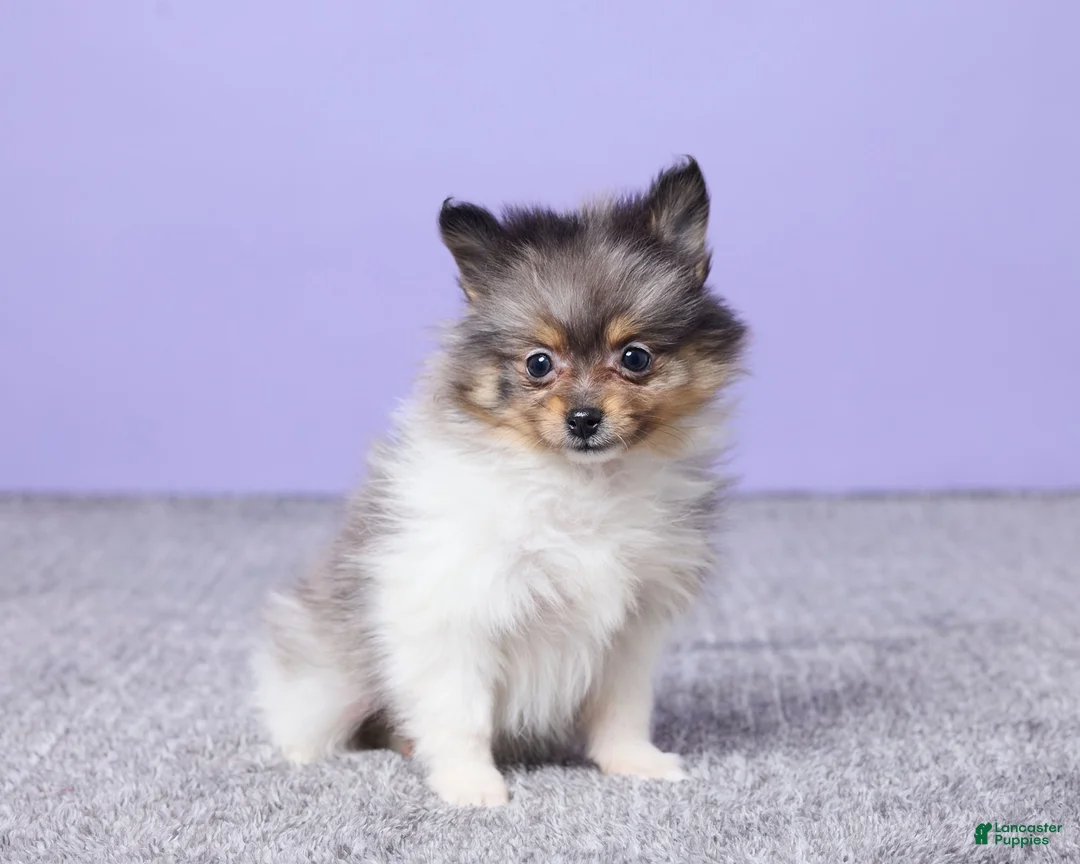 Pomeranian dogs for sale: Lucy - Ad 3