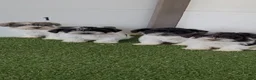 Miniature Schnauzer dogs for sale: AKC Tucker - Ad 7
