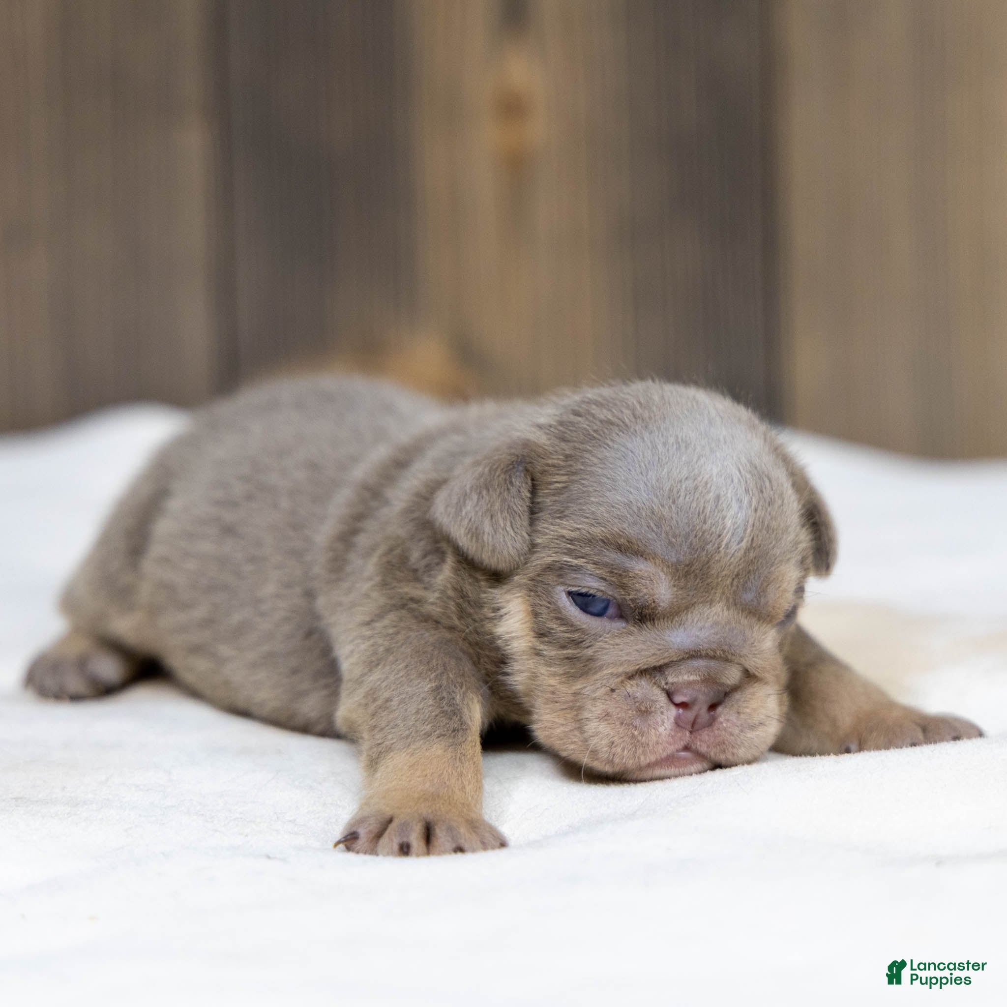 English Bulldog dogs Indigo Pearl English Bulldog Puppy  - Ad 1