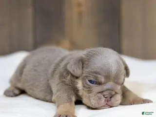 English Bulldog dogs for sale: Indigo Pearl English Bulldog Puppy - Ad 4