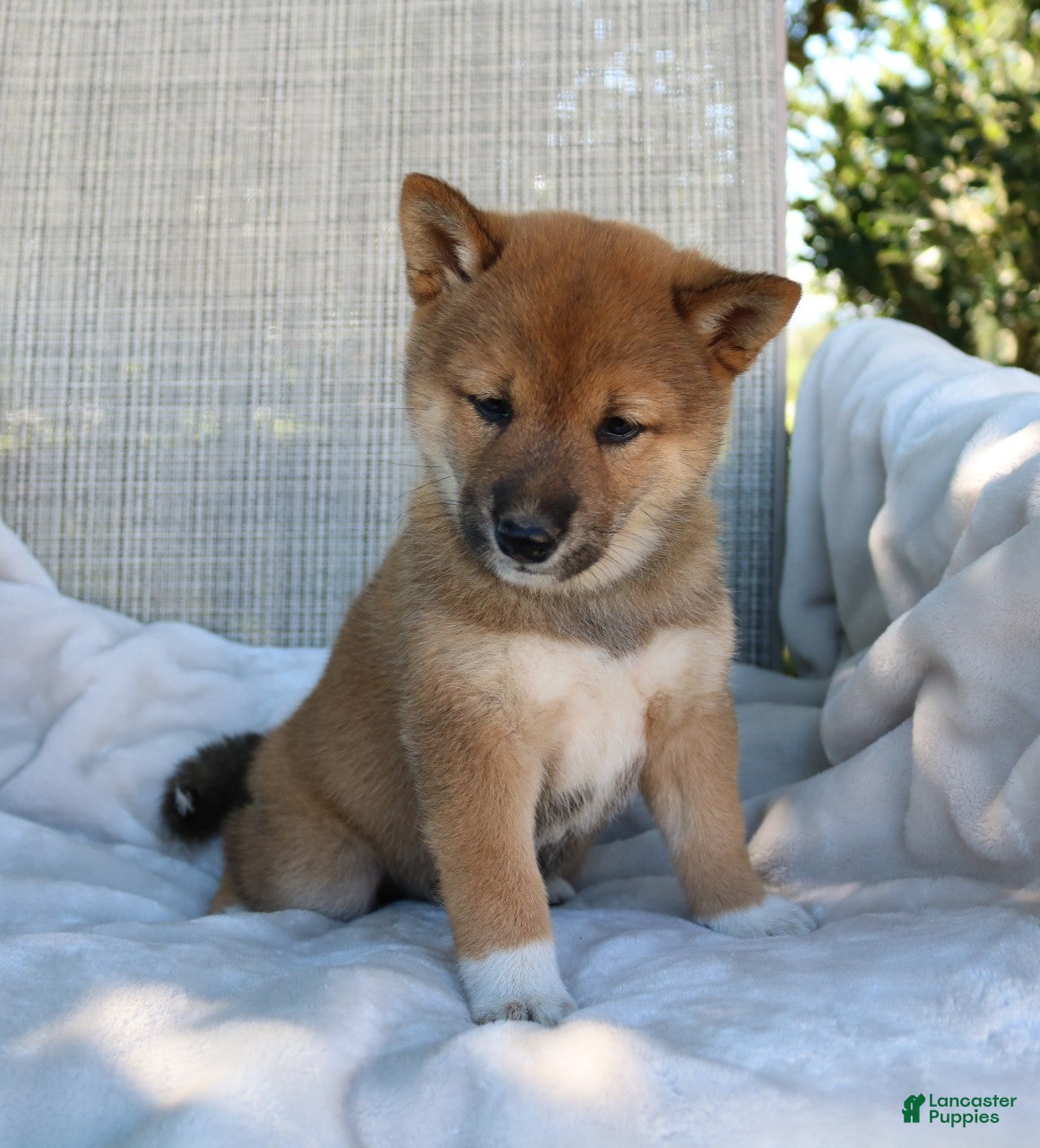 Shiba Inu dogs Lola - Ad 2