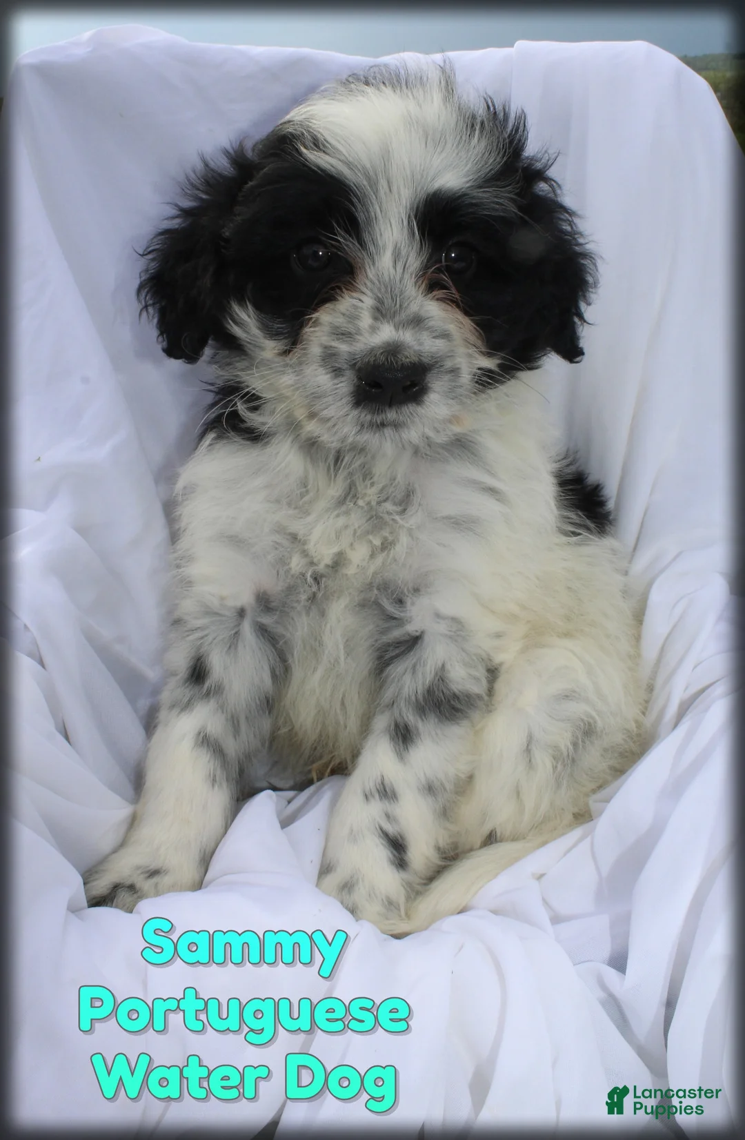 Portuguese Water Dog dogs for sale: Sammy - Ad 1