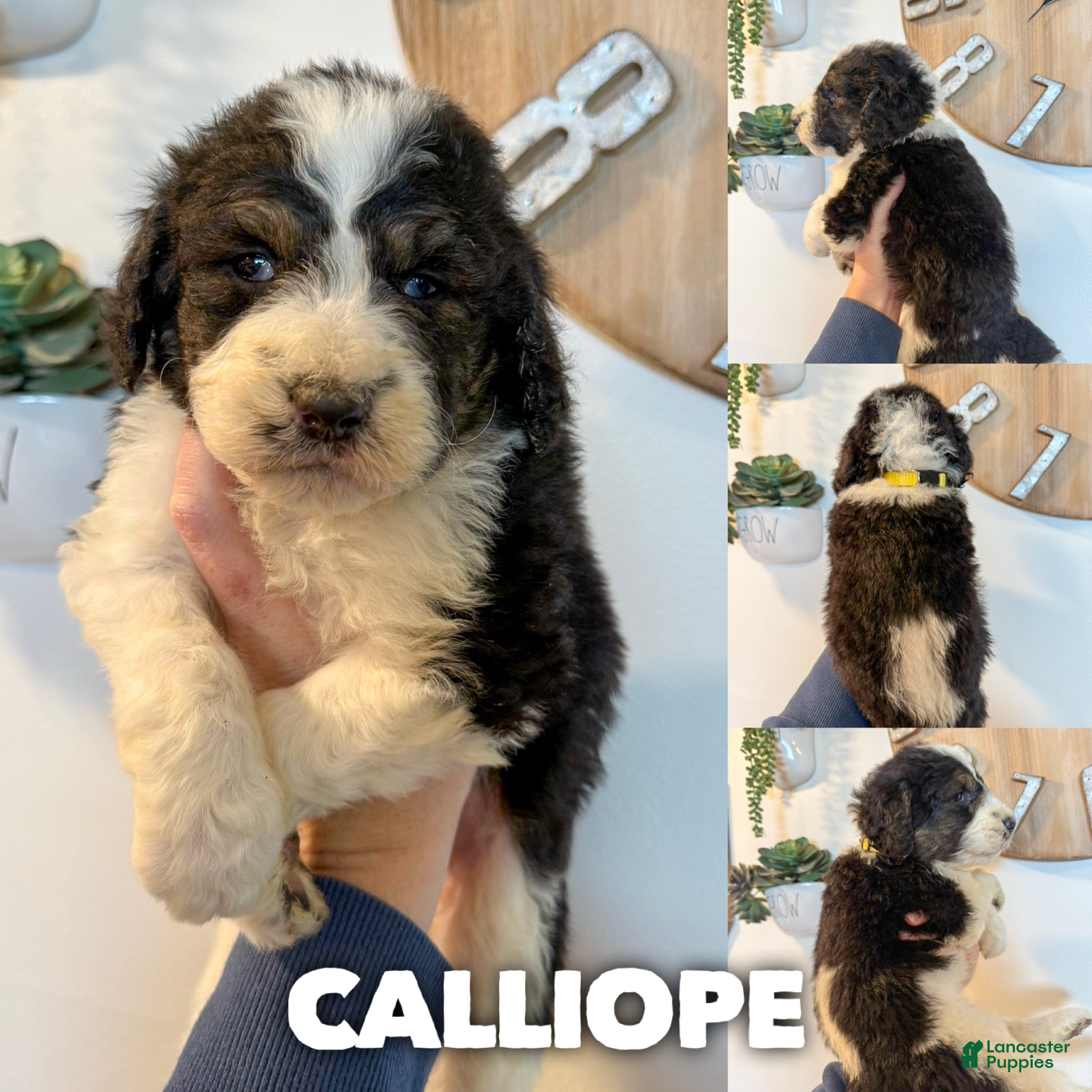 Saint Berdoodles dogs Calliope - Standard F1b - Ad 1