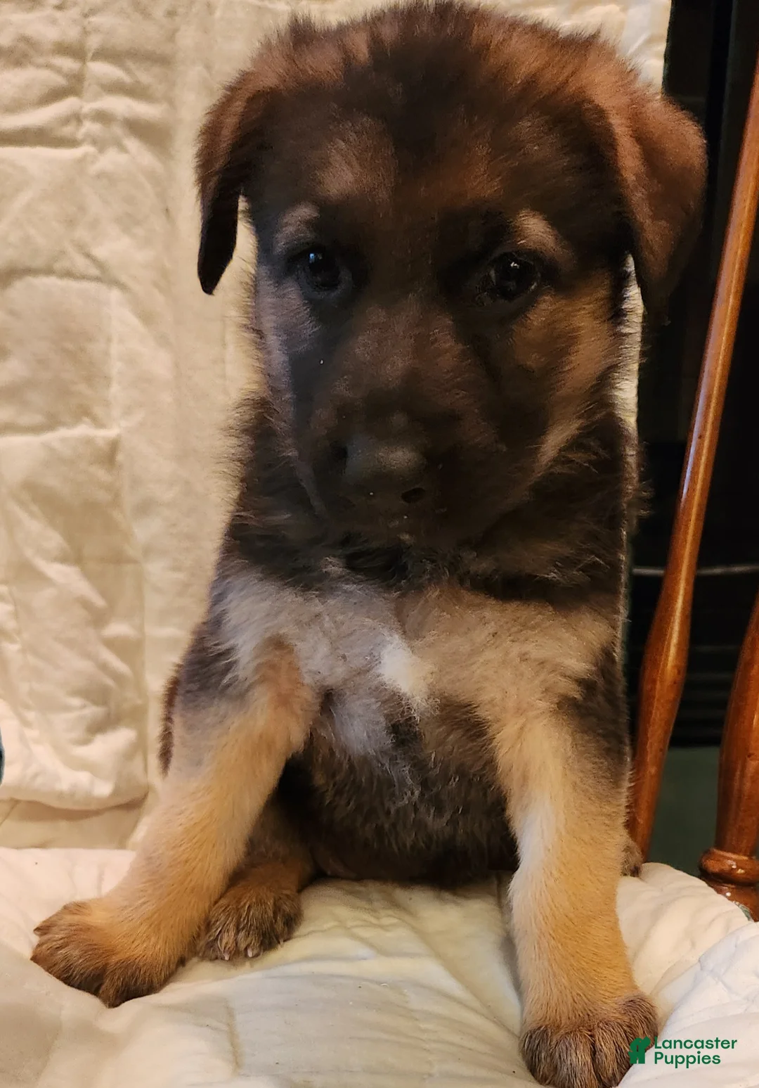 German Shepherd dogs for sale: German Shepherd Puppy 6 - Dk. Green - Ad 2