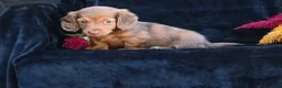 Miniature Dachshund dogs for sale: Ruby - Ad 5