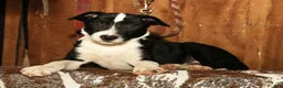 Border Collie dogs for sale: Max - Ad 4