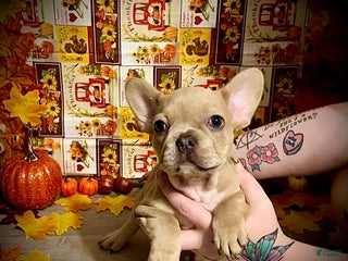 French Bulldog dogs - Ad 18