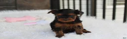 Yorkiepoo dogs for sale: Ella  - Ad 12