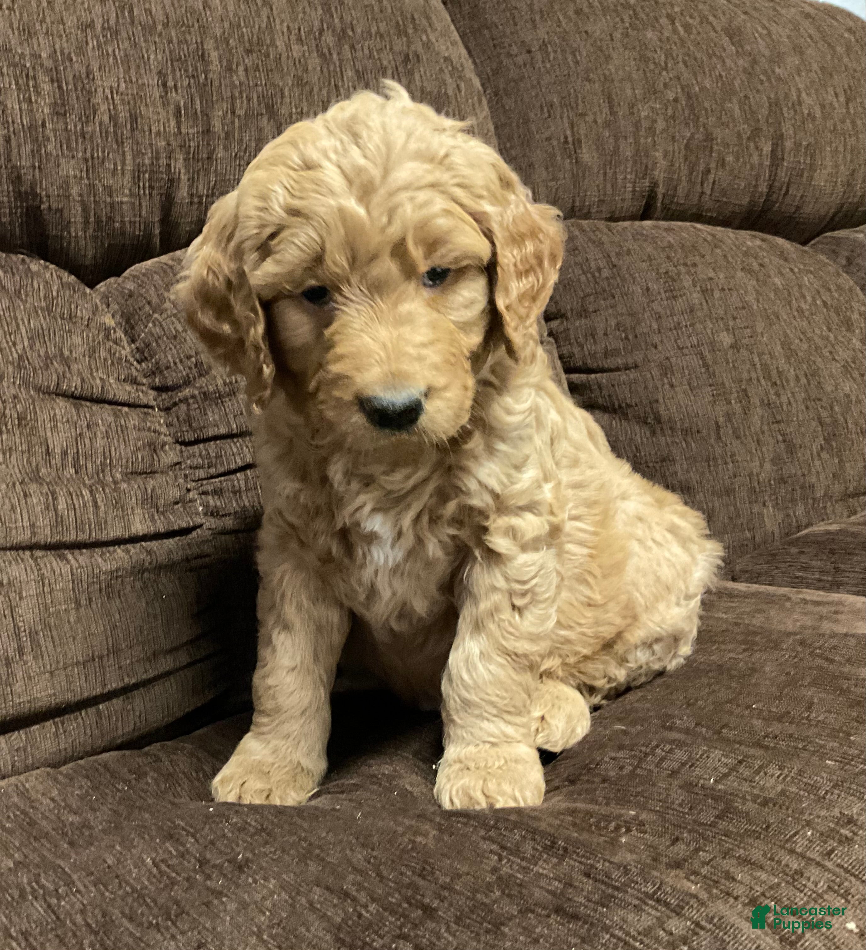 Goldendoodle dogs Clark - Ad 30
