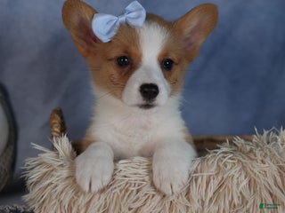 Welsh Corgi Pembroke dogs Diana - Ad 37