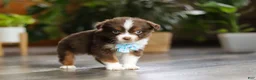 Miniature Australian Shepherd dogs for sale: Cadbury - Ad 5