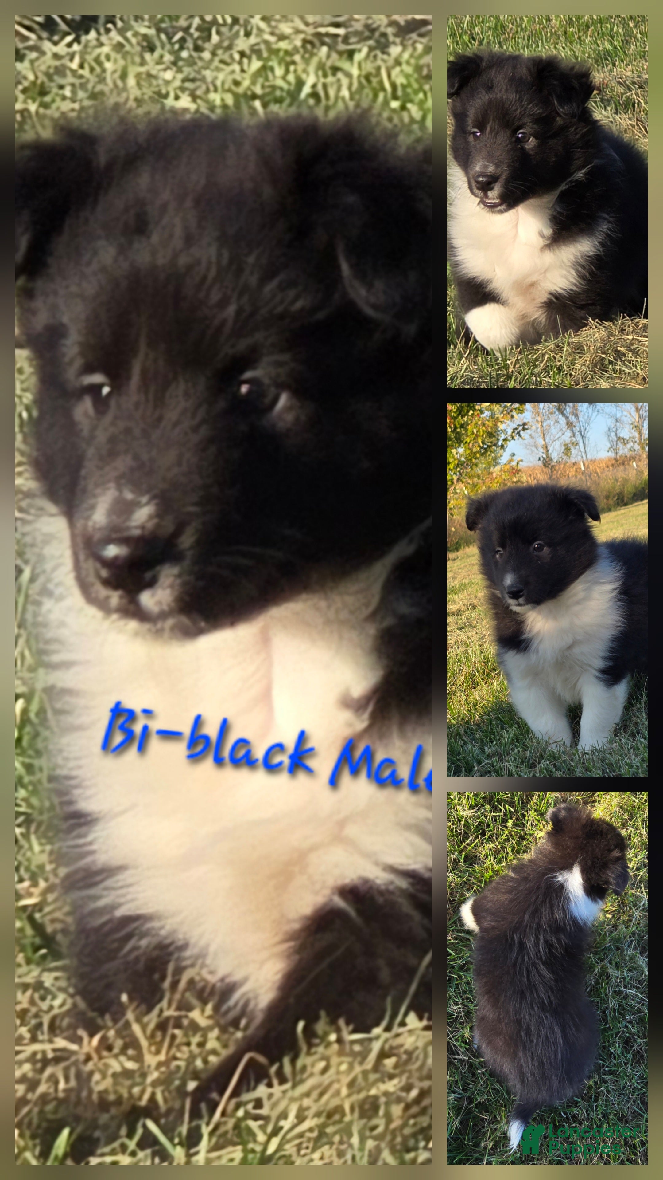 Shetland Sheepdog dogs for sale: Shetland Sheepdog 5 - Ad 32