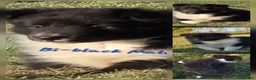 Shetland Sheepdog dogs for sale: Shetland Sheepdog 5 - Ad 1