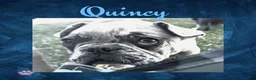 French Bulldog dogs for sale: Quincy “Blue” Collar, Male - Ad 3