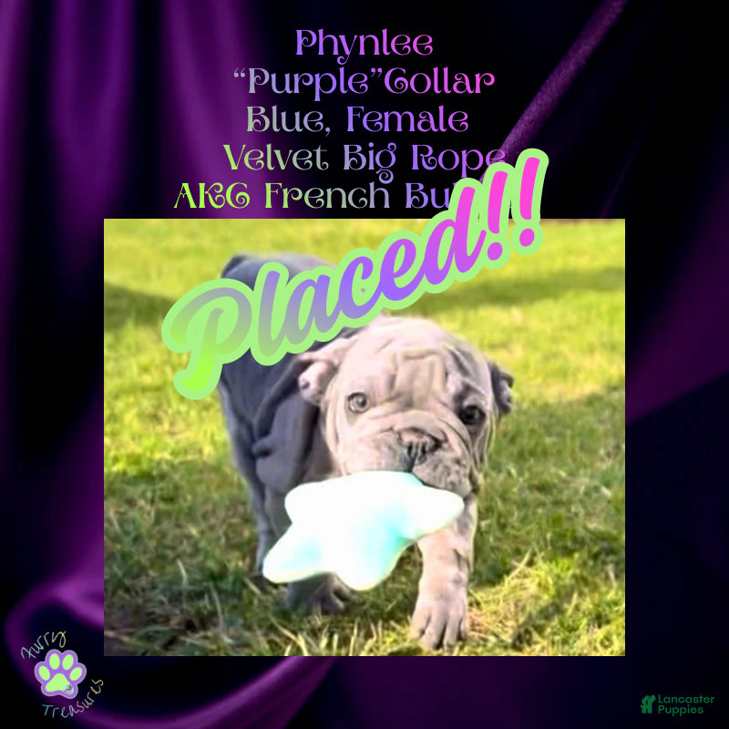 Phynlee “Purple”Collar, Female