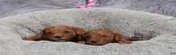 Mini Goldendoodle dogs for sale: Miley 🌷GenClearParents - Ad 4
