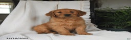 Golden Retriever dogs for sale: Remy - Ad 1