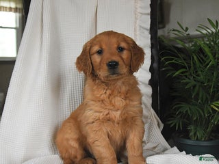 Golden Retriever dogs Remy - Ad 38