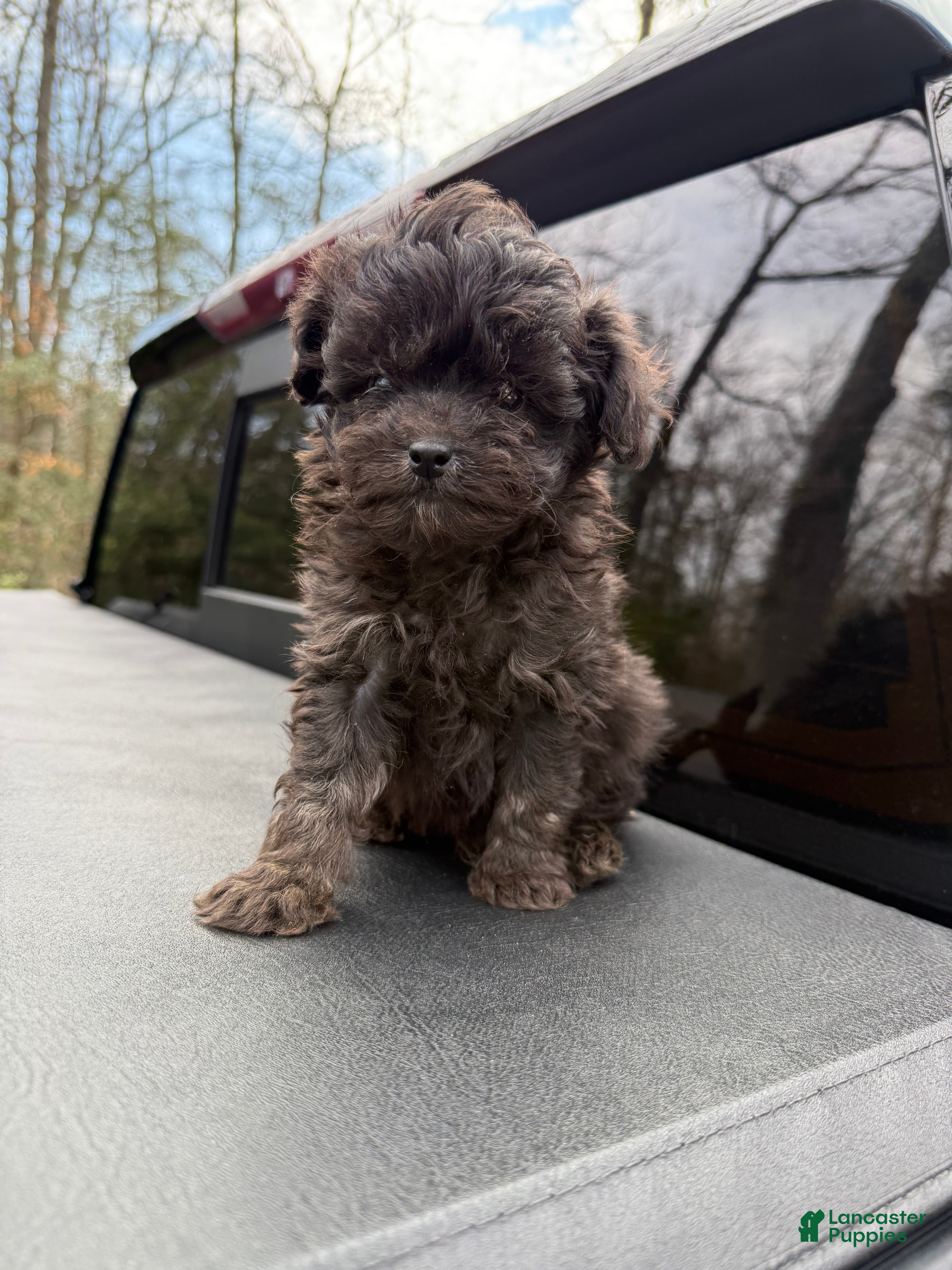 Toy Poodle dogs Toy Poodle Puppy 1 - Ad 1