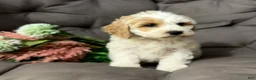 Cockapoo dogs for sale: Beauty - Ad 3