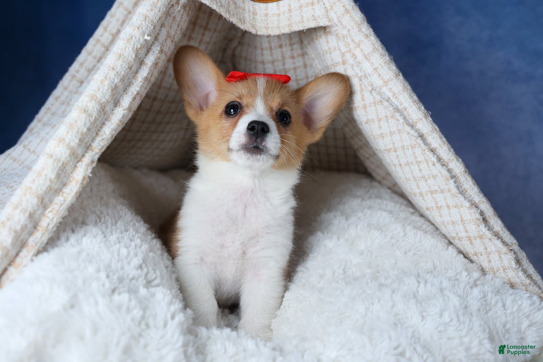 Welsh Corgi Pembroke dogs for sale: Lulu - Ad 8