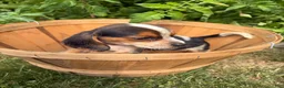 Beagle dogs for sale: Female purple collar summer 2026 - Ad 4