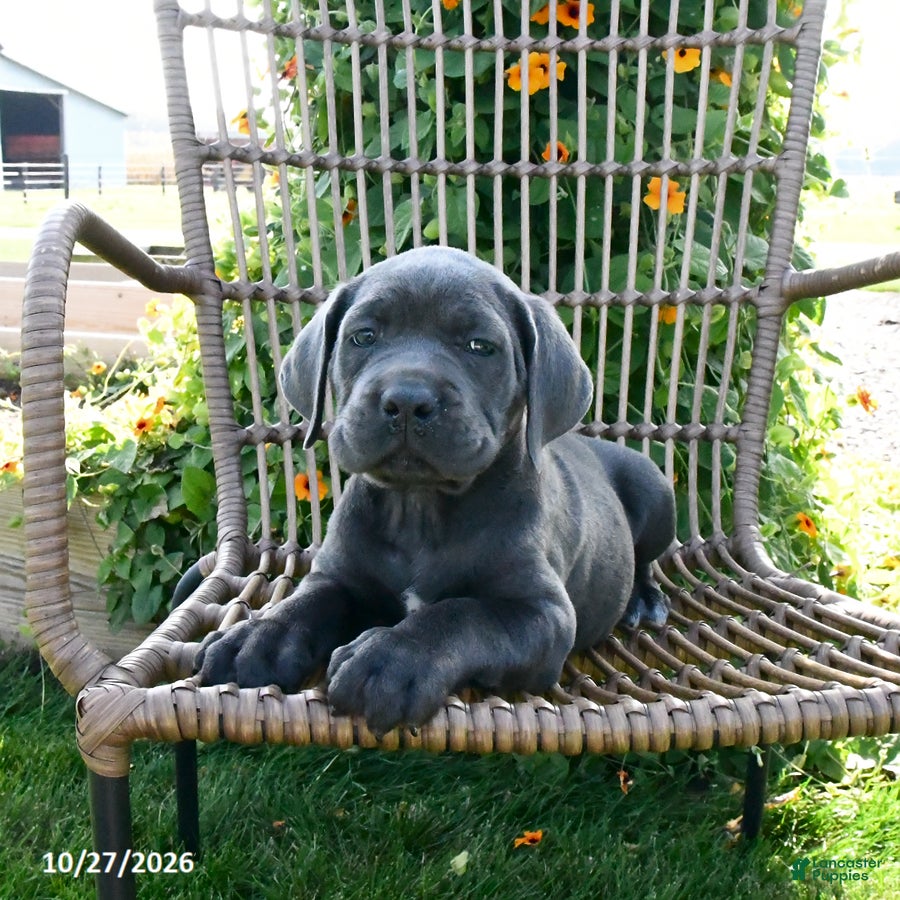 Cane Corso dogs for sale: Jax - Ad 1