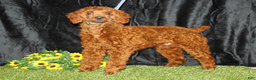Cavapoo dogs for sale: Cowboy - Ad 6