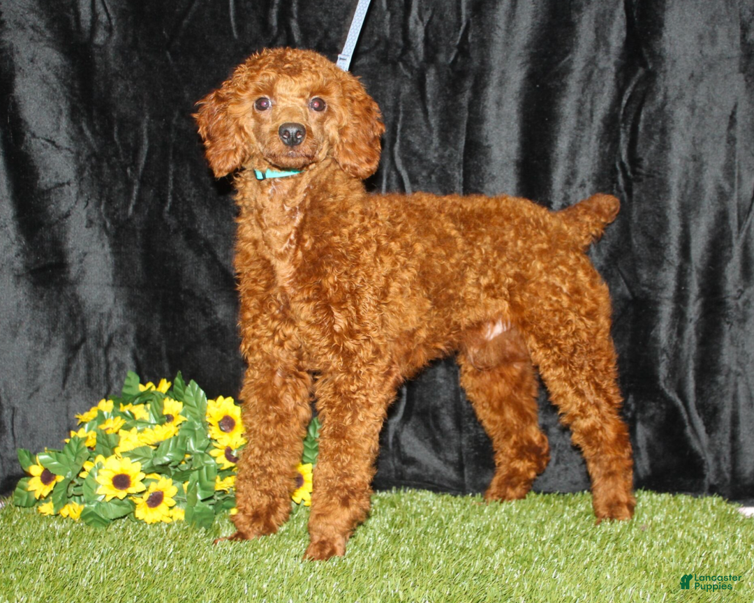 Cavapoo dogs for sale: Cowboy - Ad 6