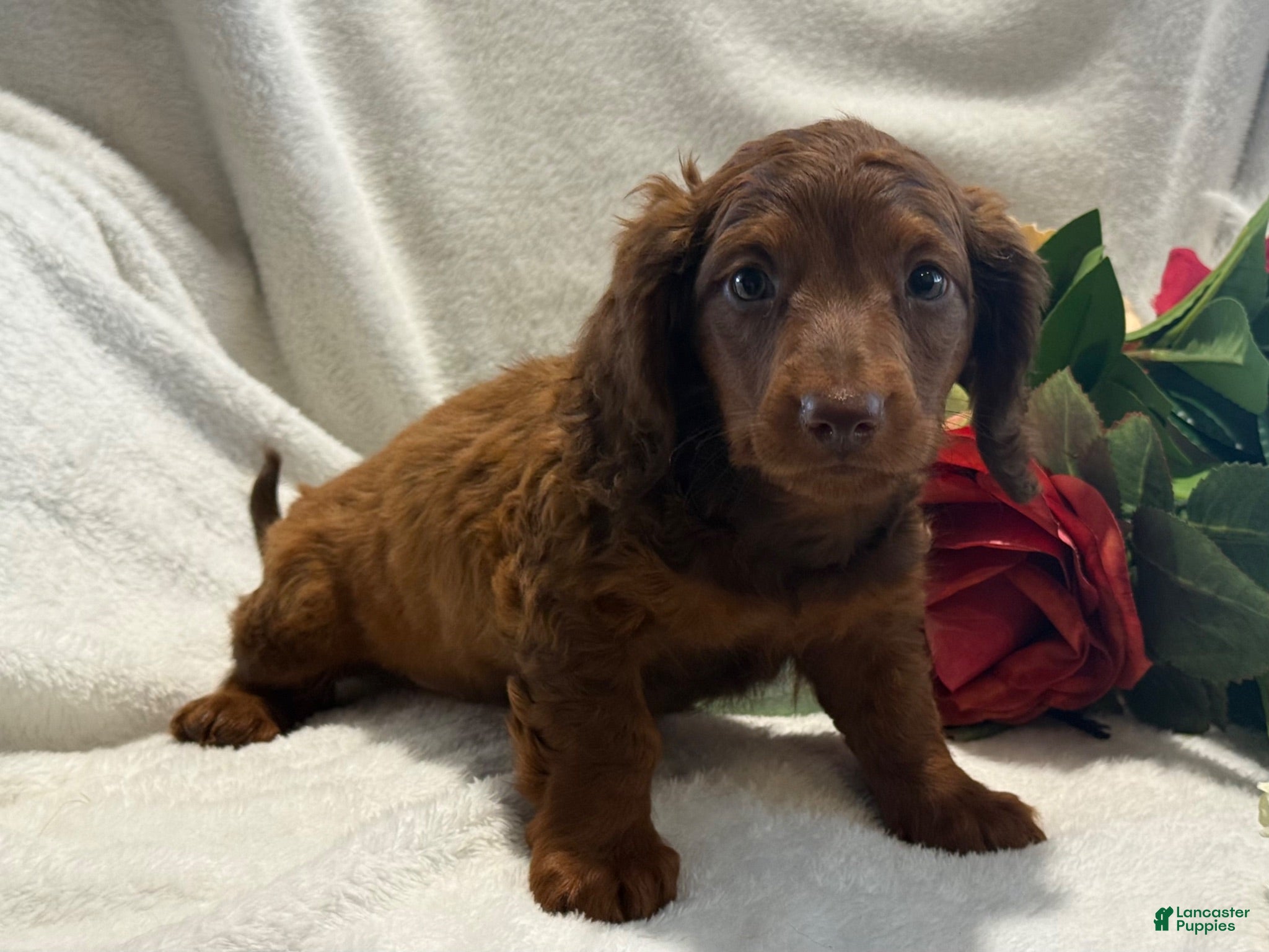 Miniature Dachshund dogs Pumpkin  - Ad 2
