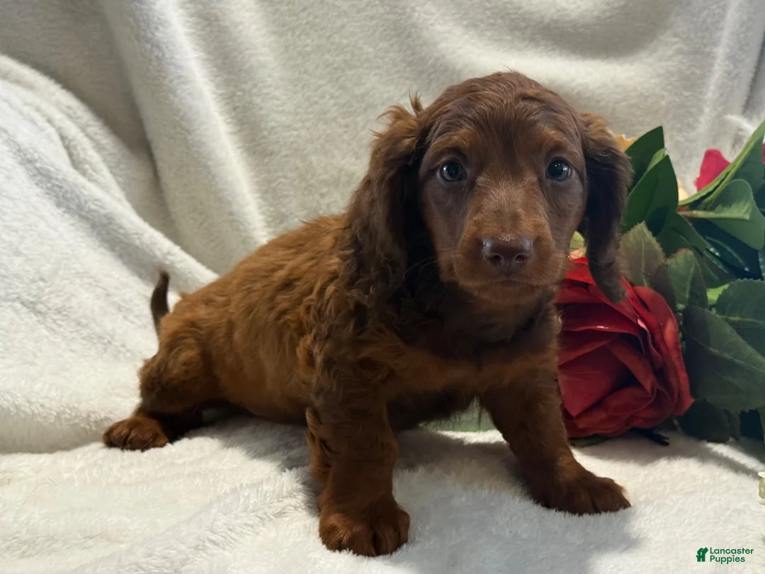 Miniature Dachshund dogs for sale: Pumpkin  - Ad 2