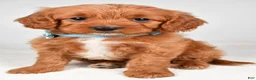 Cavapoo dogs for sale: Kate - Ad 3