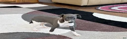 Italian Greyhound dogs for sale: Gina  - Ad 3