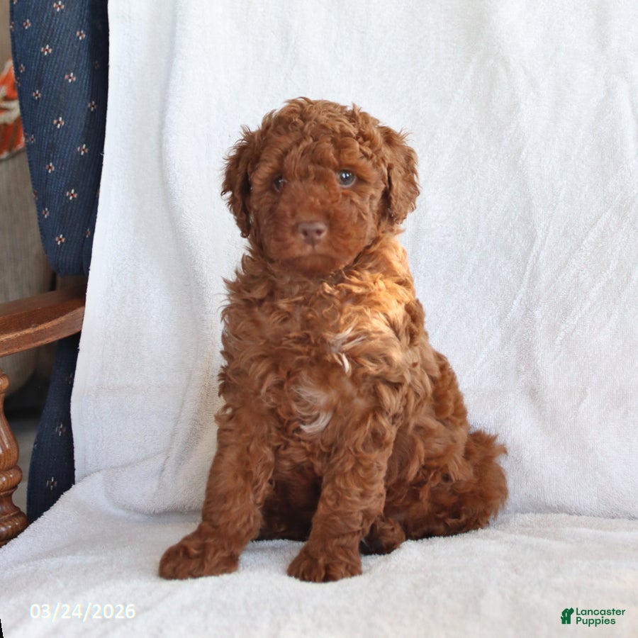 Toy Poodle dogs Clifford - Ad 2